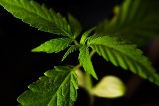 Pěstování šalvěje: Od zahrady až po léčivé využití